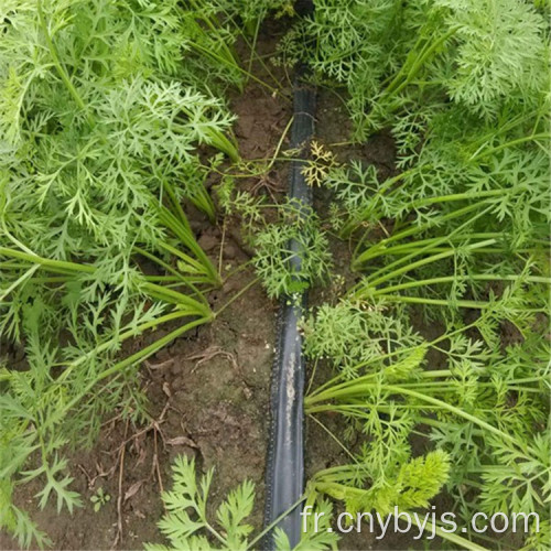 Carotte Zone d&#39;irrigation goutte à goutte à économie d&#39;eau